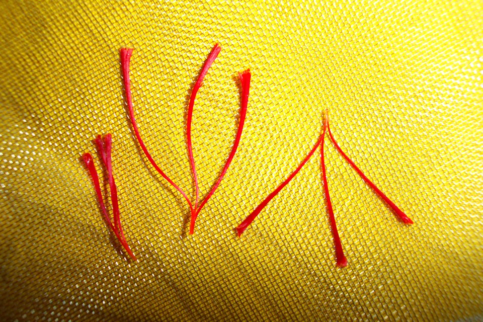 Crocus sativus, saffron (4)