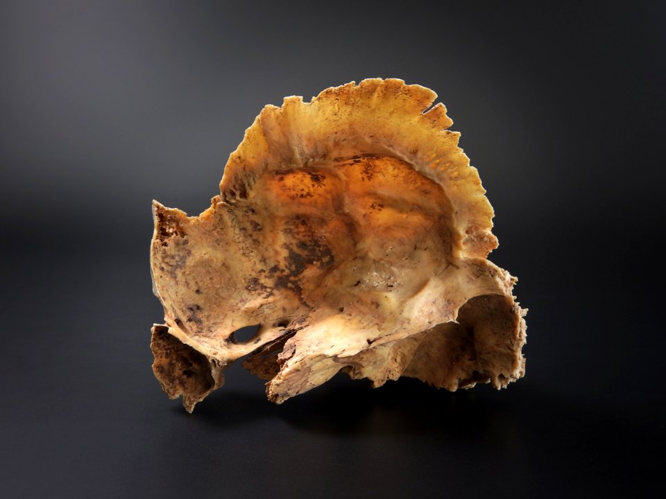 Cranium - os temporale (intra lateralis) 3