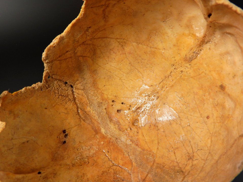 Cranium - vein imprint in the flat bone