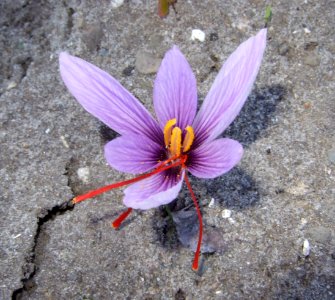Crocus sativus, saffron (40)