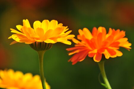 Plant blossom bloom photo