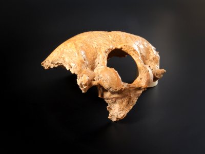 Cranium - os occipitale (external)