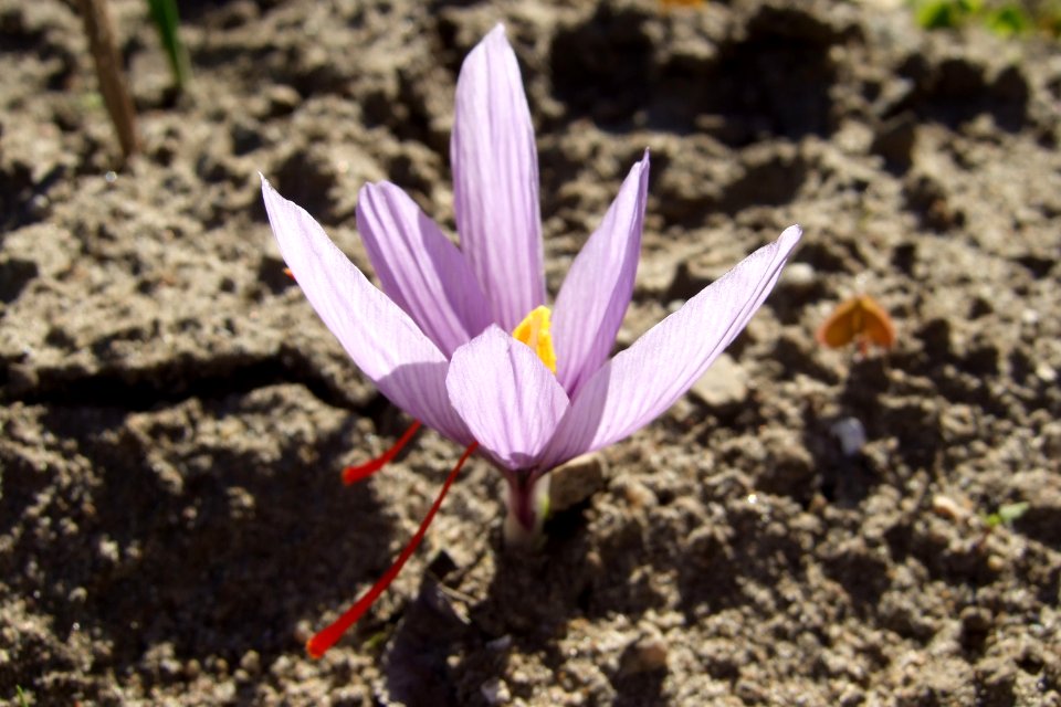 Crocus sativus, saffron (39)