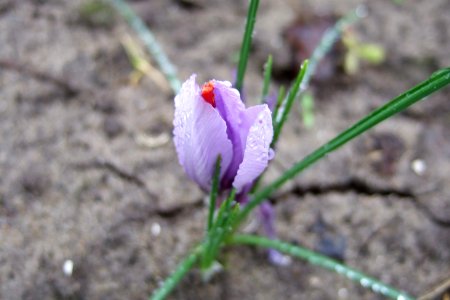 Crocus sativus, saffron (8)