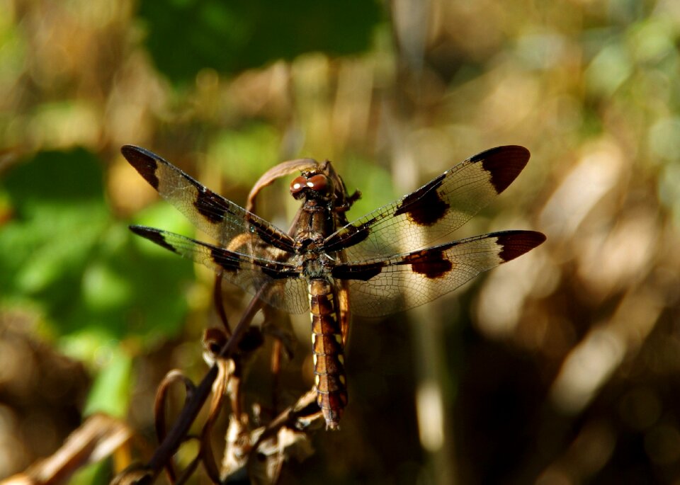 Dragonfly insects fly