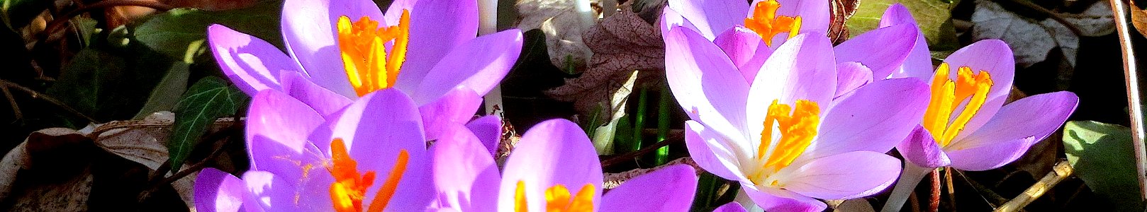 Crocus tommasinianus. The Geographer