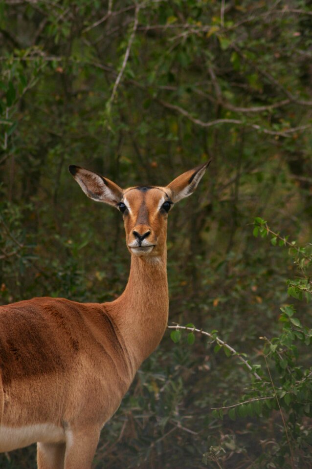 Mammal animal kruger