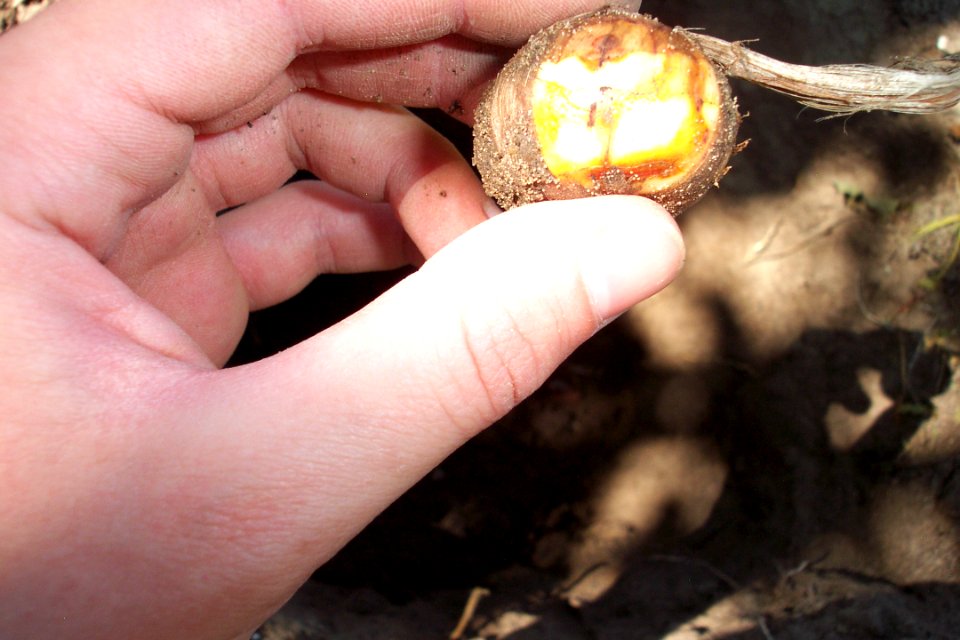 Crocus sativus, illness (7)