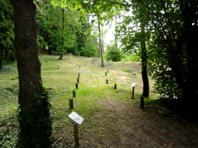 Craonne (Aisne) Vieux Craonne, arboretum (01)