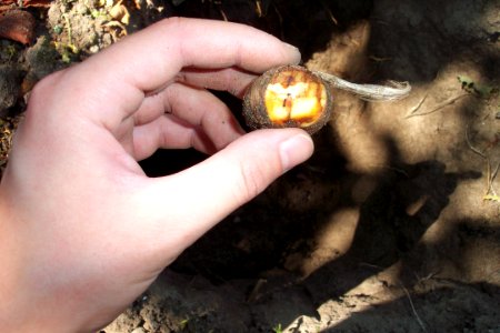 Crocus sativus, illness (9)