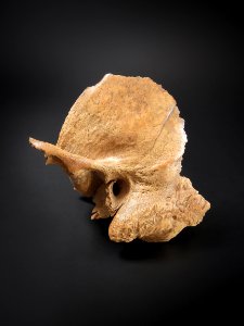 Cranium - os temporale (lateralis)