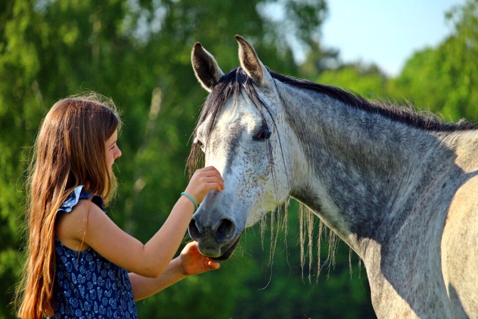Mold thoroughbred arabian friendship