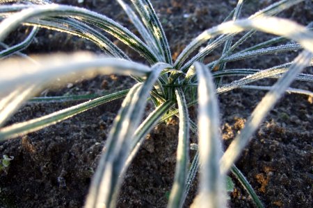Crocus sativus, saffron (16)