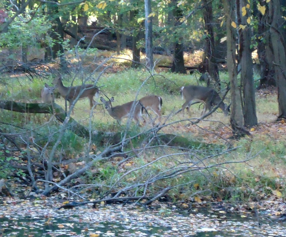 Cranford NJ deer in park in Union County New Jersey
