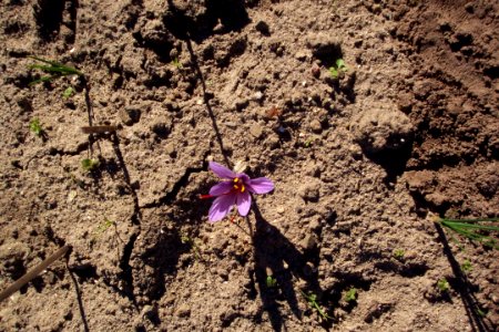 Crocus sativus, saffron (2)