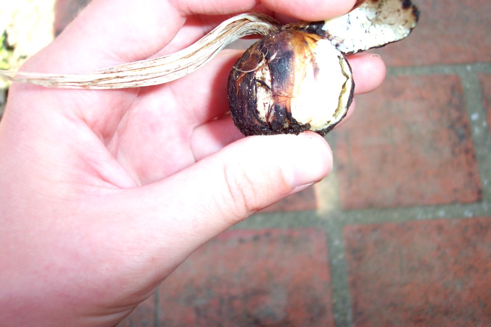 Crocus sativus, illness (25)