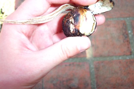 Crocus sativus, illness (25)