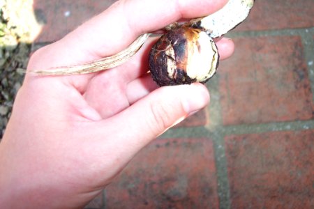 Crocus sativus, illness (24)