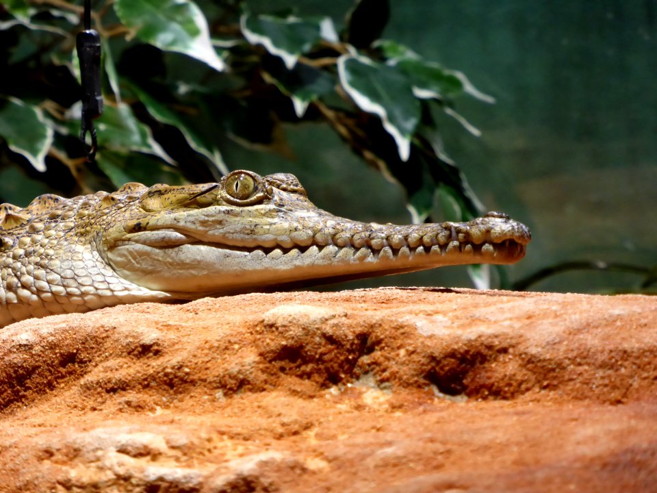 Crocodylus-johnsoni-3