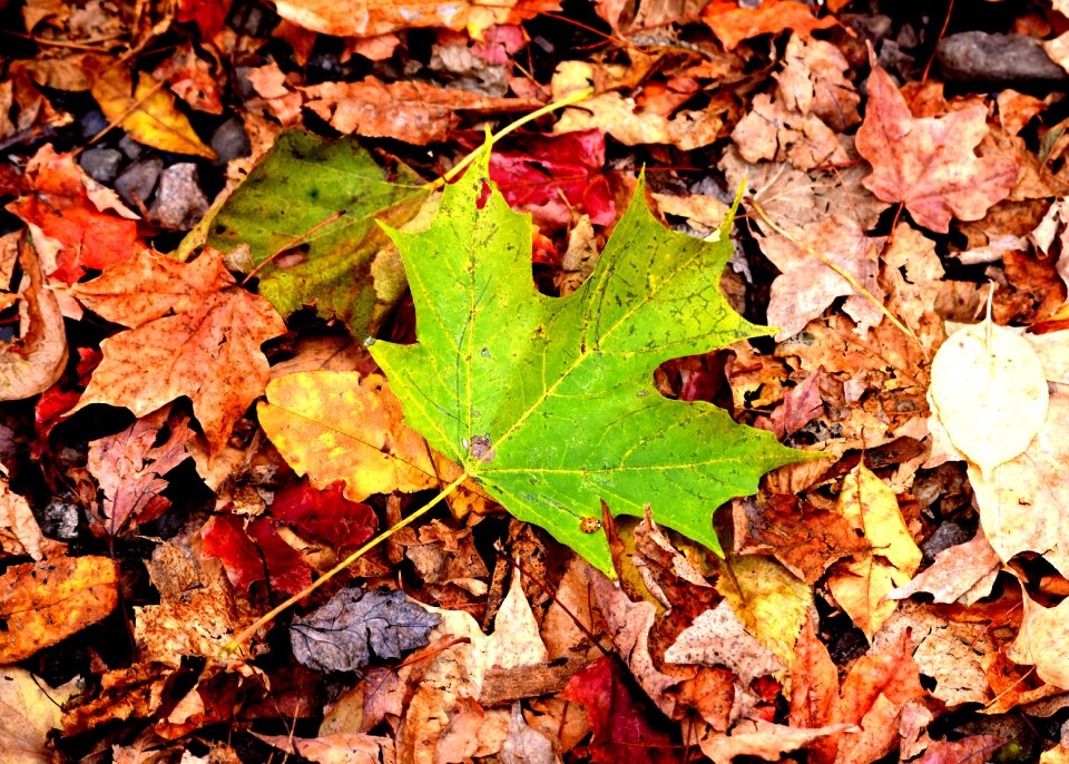Autumn fall leaves background season