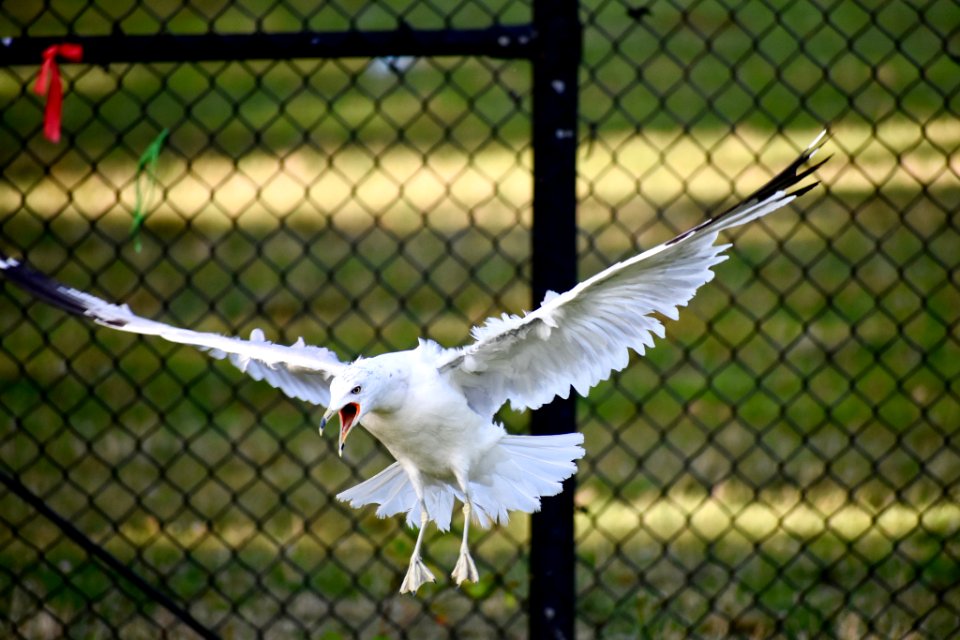 Crazy Bird (221304477)