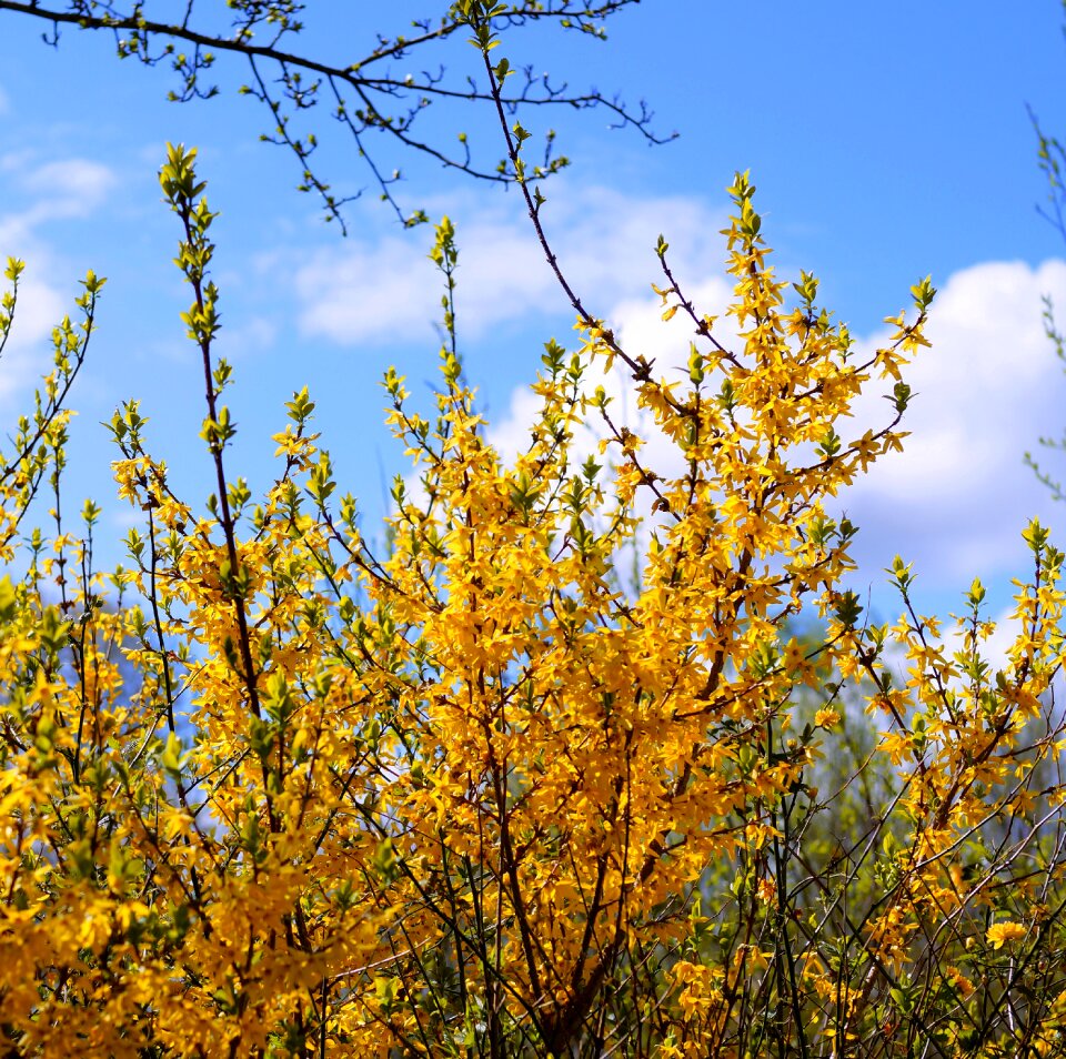 Spring yellow blossom