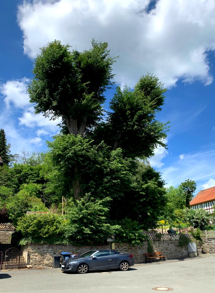 Cratzenbach, Linde an der alten Schule
