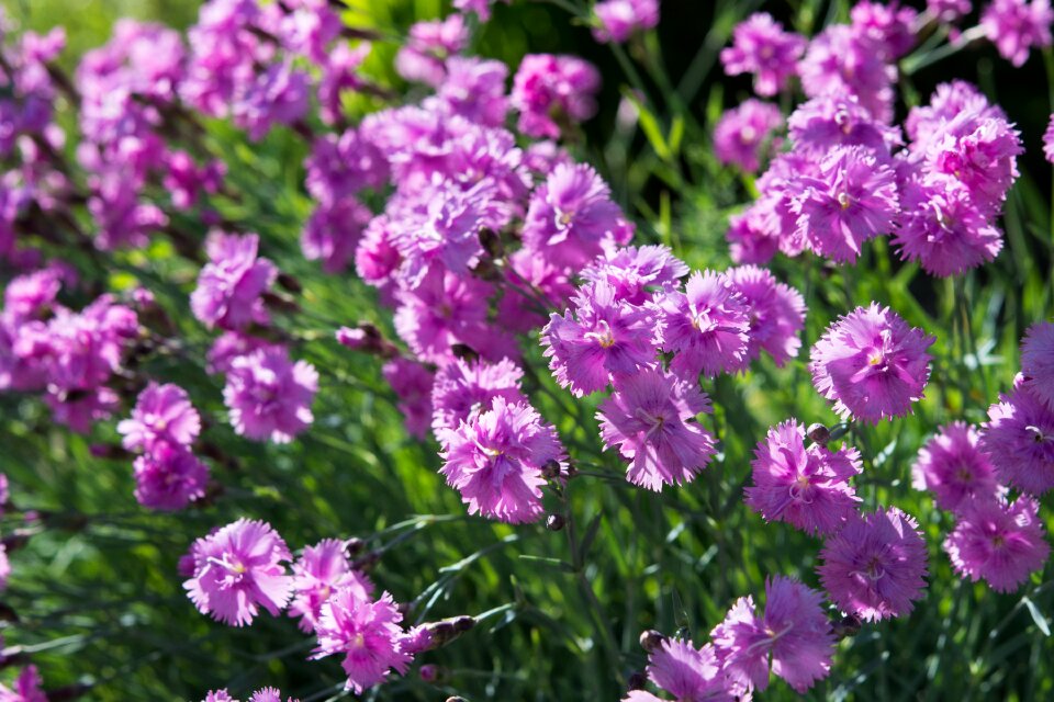 Dianthus deltoides carnation dianthus photo