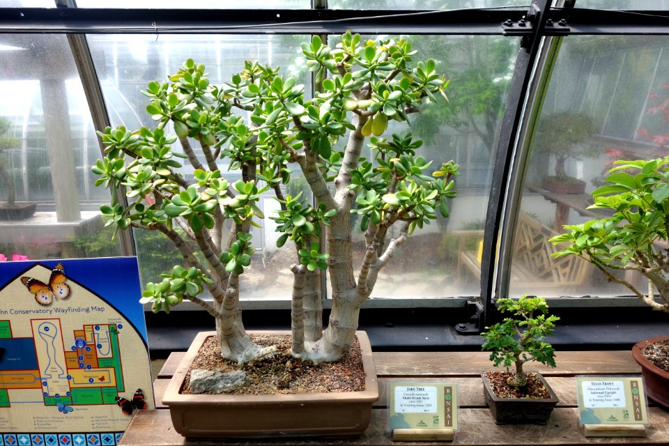 Crassula sarcocaulis + Ebenopsis ebano (Pithecolobium flexicaule) bonsai - Krohn Conservatory - DSC03590