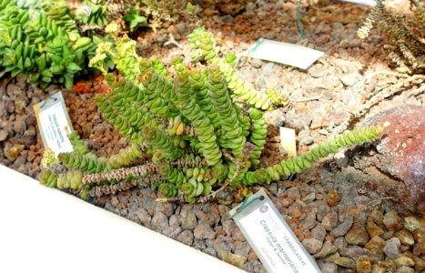 Crassula rupestris subsp. marnieriana (Crassula marnieriana) - Orto botanico - Rome, Italy - DSC09988