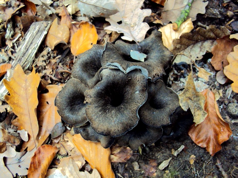 Craterellus cornucopioides Podkomorské lesy