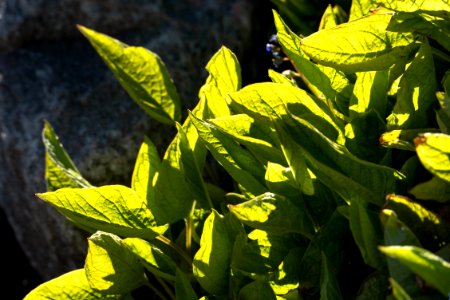 Creeping navelwort leaves in Tuntorp