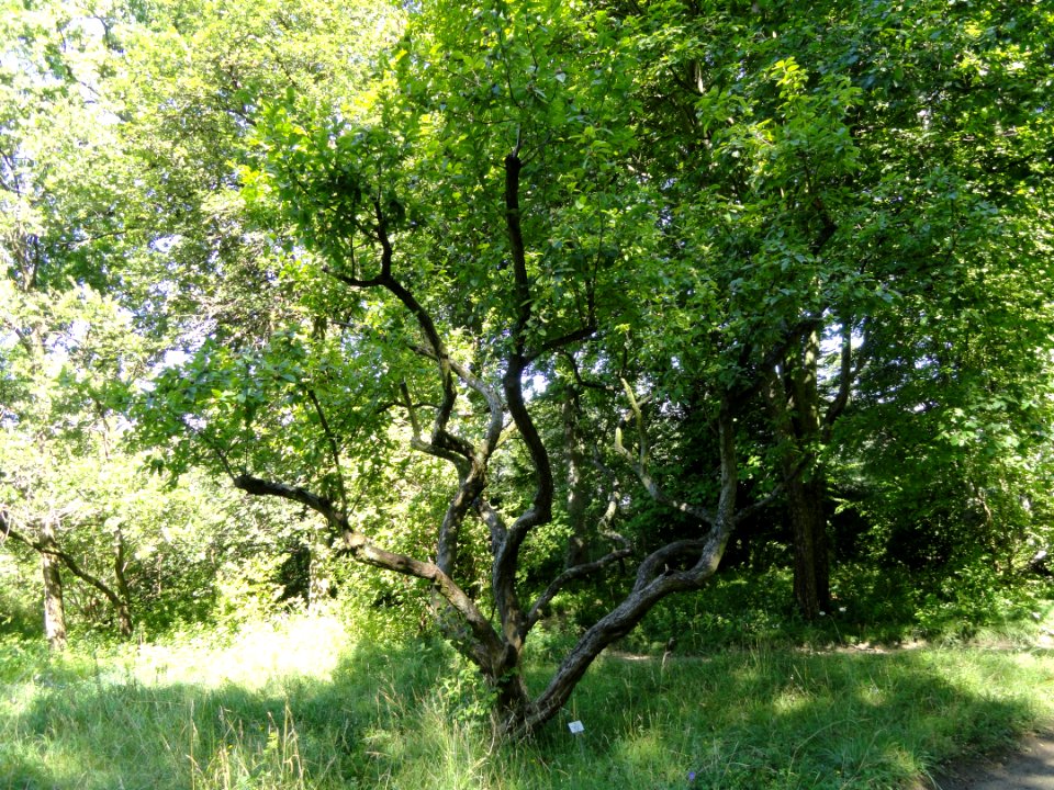 Crataegus germanica - Botanischer Garten, Frankfurt am Main - DSC02552
