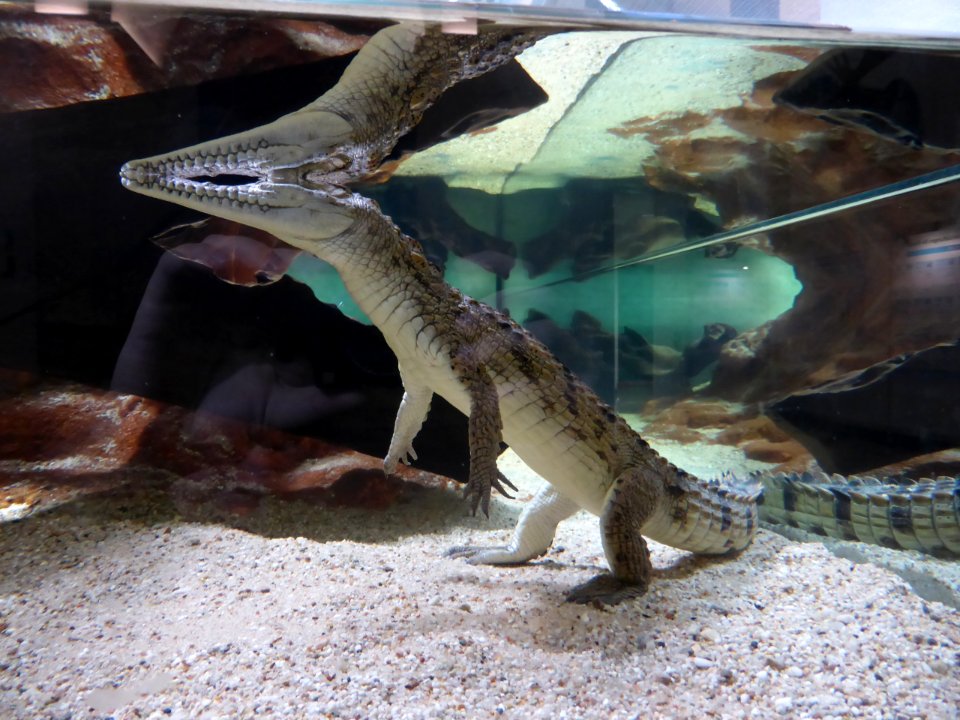 Crocodylus-johnsoni-2
