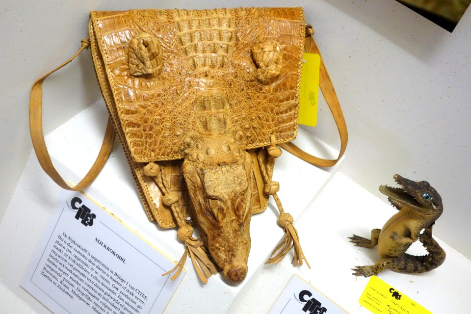 Crocodylus niloticus - Royal Museum for Central Africa - DSC06741