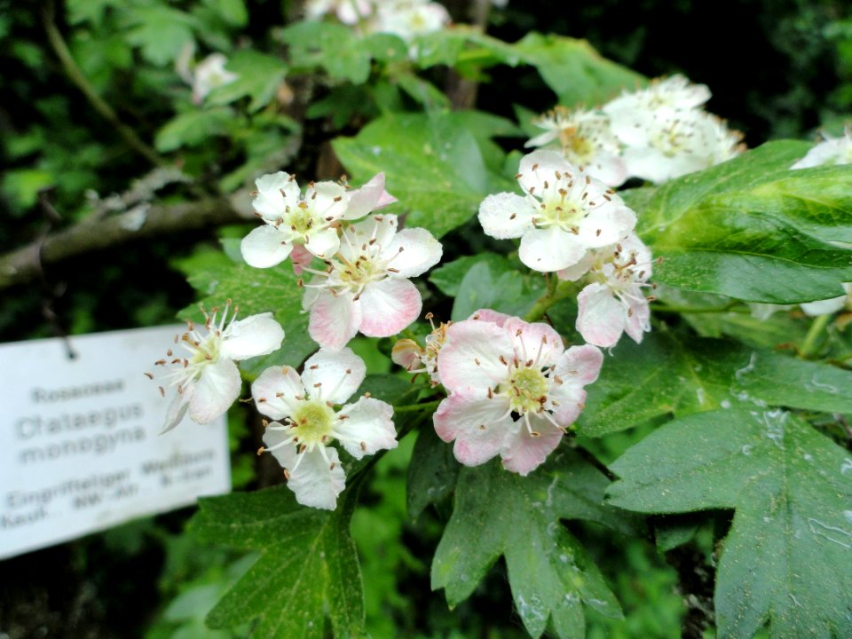 Crataegus monogyna - Botanischer Garten Freiburg - DSC06483