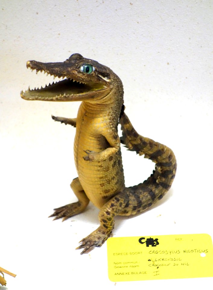 Crocodylus niloticus - Royal Museum for Central Africa - DSC06737