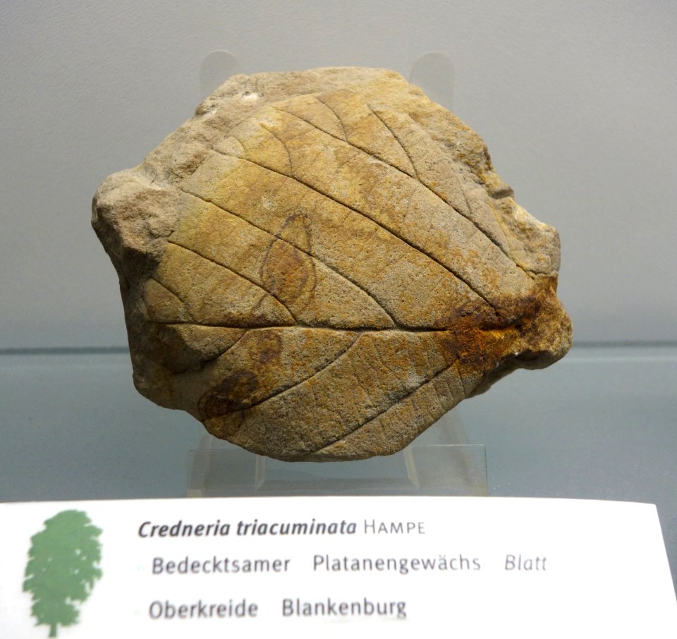 Credneria triacuminata fossil - Botanischer Garten, Dresden, Germany - DSC08501