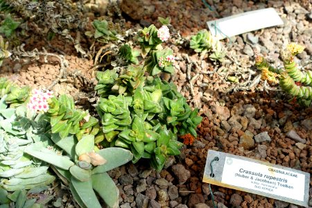 Crassula rupestris - Orto botanico - Rome, Italy - DSC09989