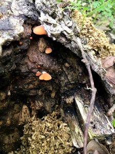 Crepidotus crocophyllus 64634537