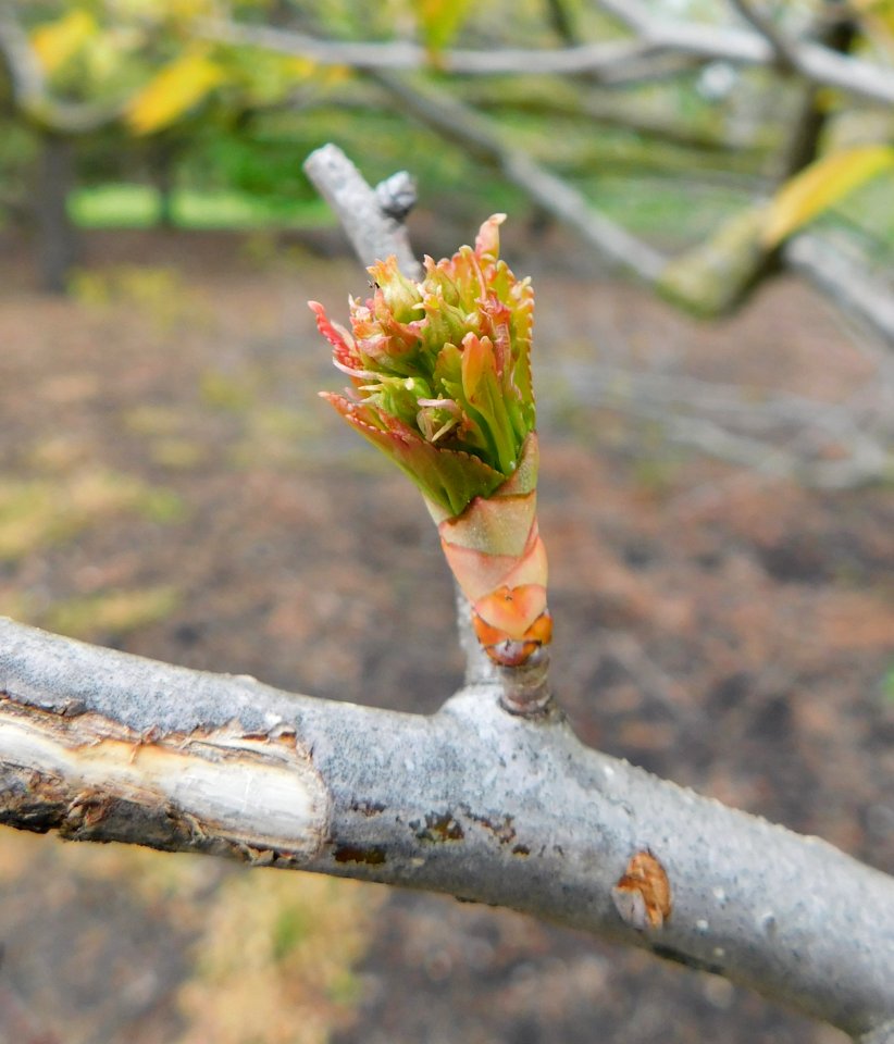 Crataegus viridis winter king leafing