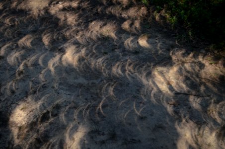 Crescent projections in tree shadows during August 2017 eclipse - pinhole projection 03