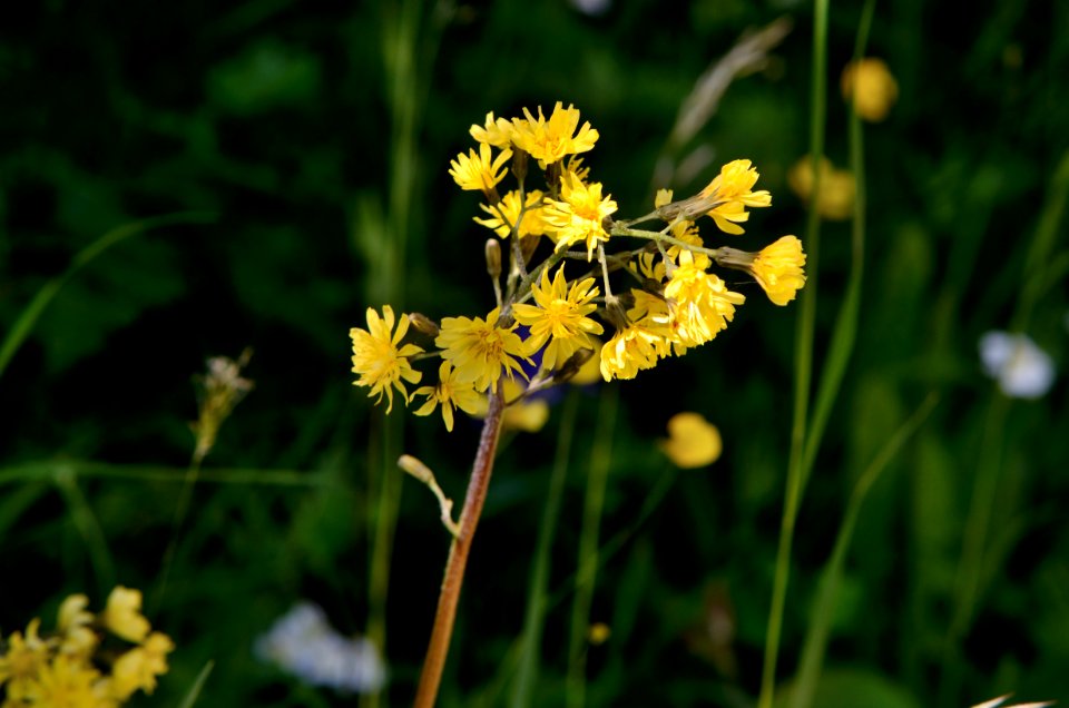 Crepis praemorsa inflorescence