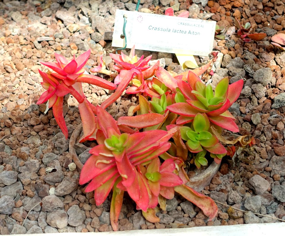 Crassula lactea - Orto botanico - Rome, Italy - DSC09984