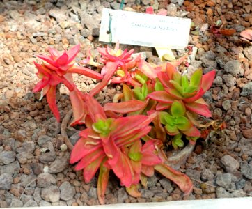 Crassula lactea - Orto botanico - Rome, Italy - DSC09984