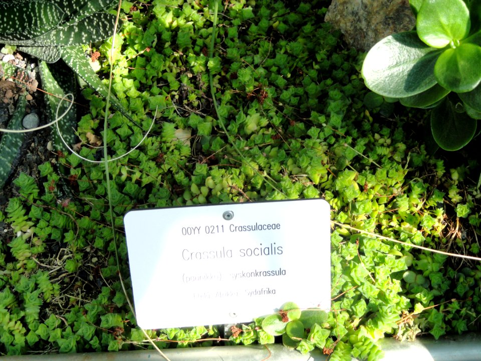 Crassula socialis - Botanical Garden in Kaisaniemi, Helsinki - DSC03713
