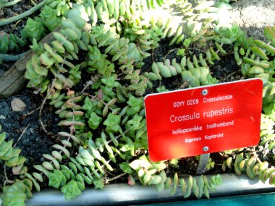 Crassula rupestris - Botanical Garden in Kaisaniemi, Helsinki - DSC03717