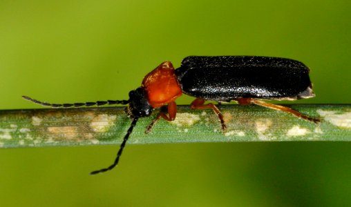 Cratosilis-denticollis-01-fws