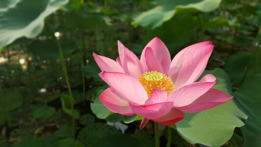 Lotus nelumbo nucifera sacred lotus