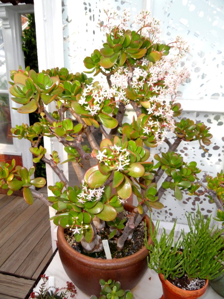 Crassula - Talcott Greenhouse - Mount Holyoke College - DSC04544
